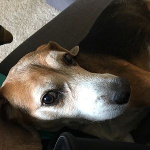 Meet your Posher, Stella